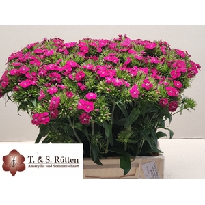 Di Barbatus Neon Cherry Ruetten