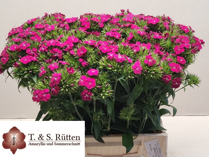 <h4>Di Barbatus Neon Cherry Ruetten</h4>