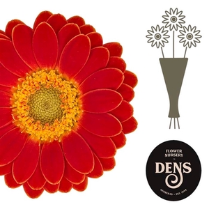 Ge Na Arezzo - Bloemen Dens