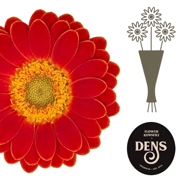 <h4>Ge Na Arezzo - Bloemen Dens</h4>