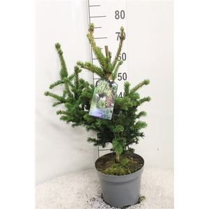 Picea pungens 'Lucky Strike' P23 potgekweekt