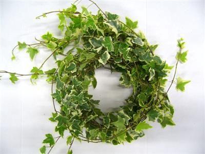 <h4>HEDERA RANKEN BONT</h4>