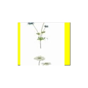 AF Scabiosa x3 L63cm Blue