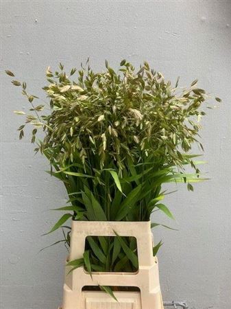 <h4>Siergras Chasm Latifolium</h4>