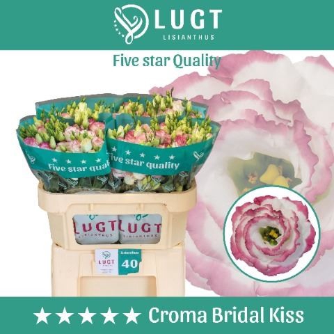 <h4>Eust. russ. DU 'Croma Bridal Kiss' LUGT</h4>