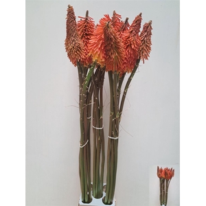 Kniphofia Giga Goliath