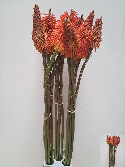 <h4>Kniphofia Giga Goliath</h4>