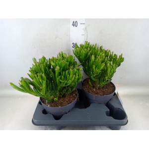 Crassula ovata 'Gollum'