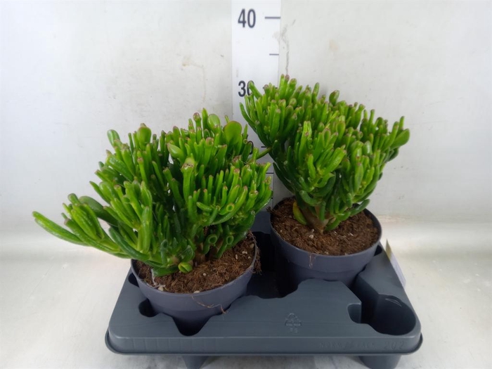 <h4>Crassula ovata 'Gollum'</h4>
