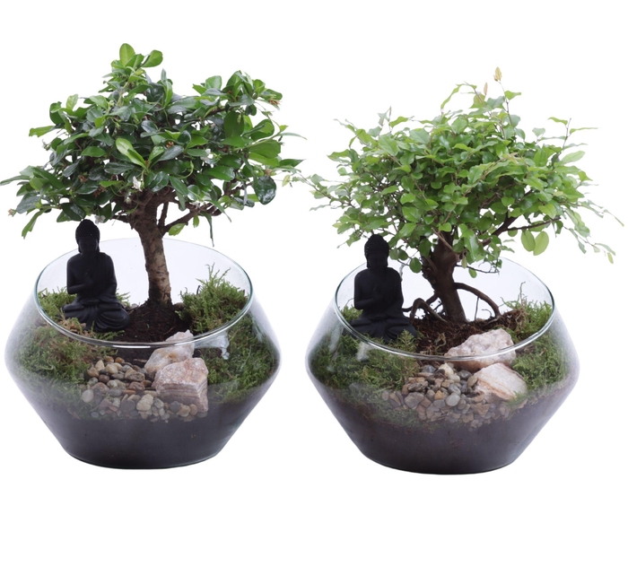 <h4>Bonsai Indoor Mix Ø12cm Ball Shape in Glass UFO Vase Ø20cm</h4>