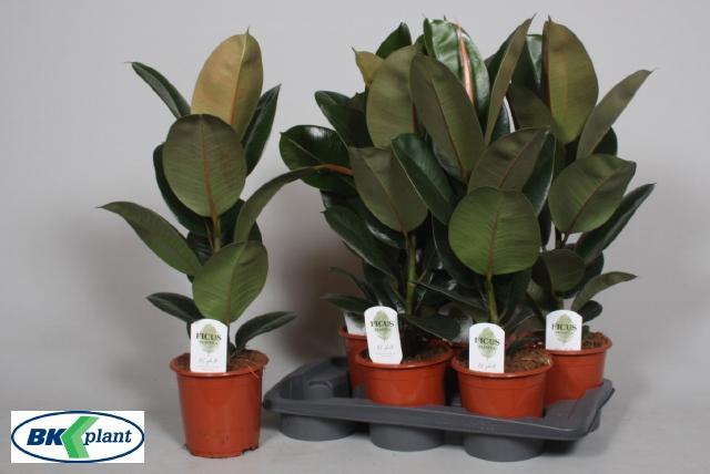 <h4>Fic El Robusta</h4>