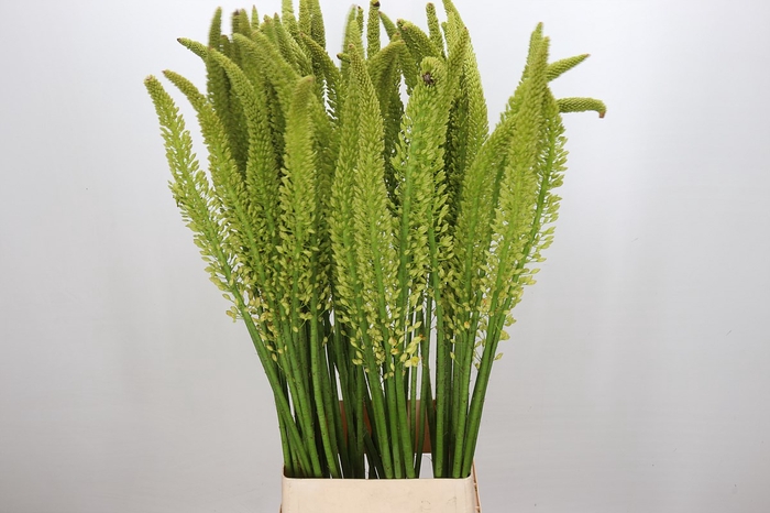 <h4>Eremurus Moneymaker</h4>