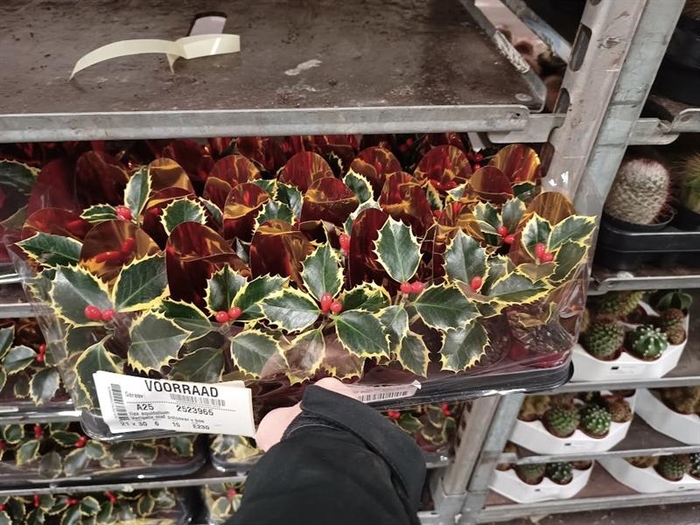 <h4>Ilex aquifolium</h4>