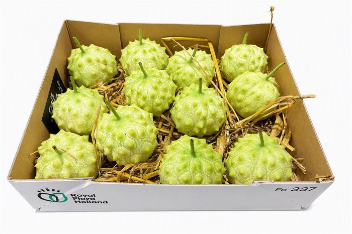 <h4>Sier Cucumis Kiwano Round P Box</h4>