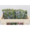Oxypetalum Tweedia Blue