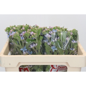 Oxypetalum Tweedia Blue