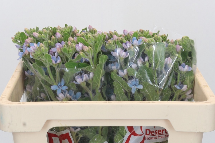 Oxypetalum Tweedia Blue