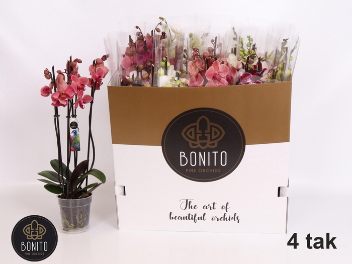 <h4>PHAL GEM 7 KL</h4>