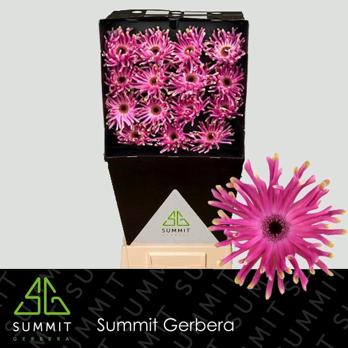 Gerbera Pastini Vittoria Diamond per kaart