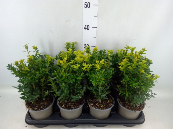 <h4>Buxus semp.   ...</h4>