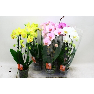 PHAL EL CASCADE