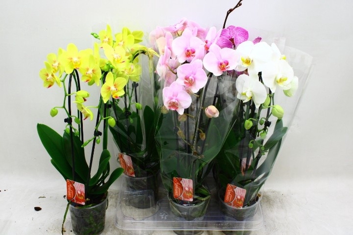 <h4>PHAL EL CASCADE</h4>