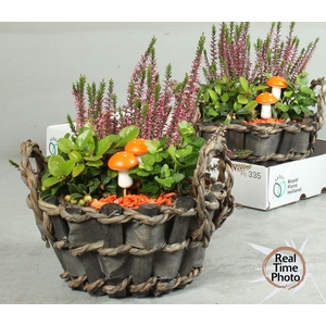 Arr Tuinplanten