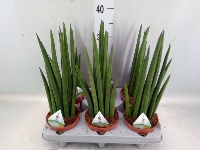 <h4>Sansevieria   ...</h4>