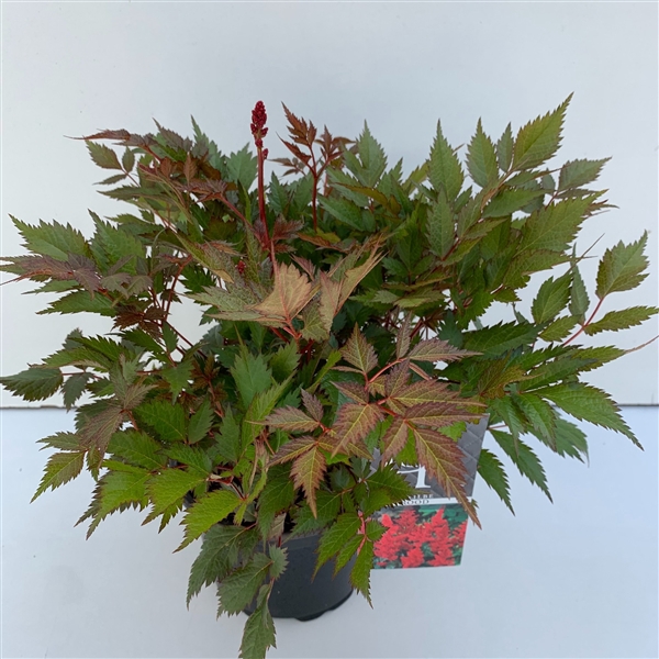 <h4>Astilbe rood in tray</h4>