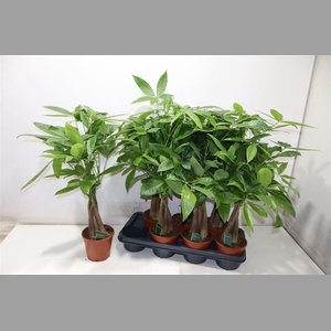 Pachira Aquatica