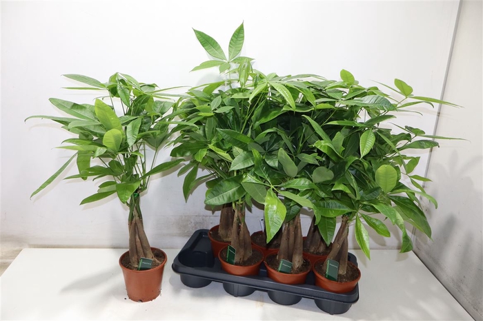 <h4>Pachira Aquatica</h4>
