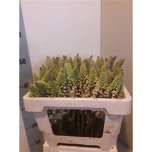 EREMURUS HIMALAICUS