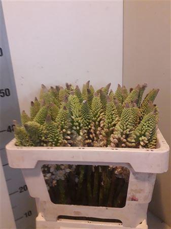 <h4>EREMURUS HIMALAICUS</h4>