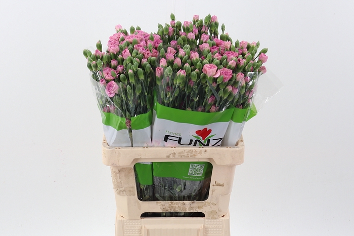 <h4>Di Tr Mocca Sweet x20</h4>