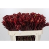 Leucadendron Jester