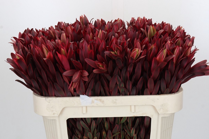 Leucadendron Jester