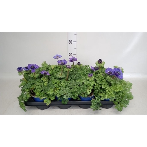 Anemone cor. 'Mona Lisa Deep Blue'
