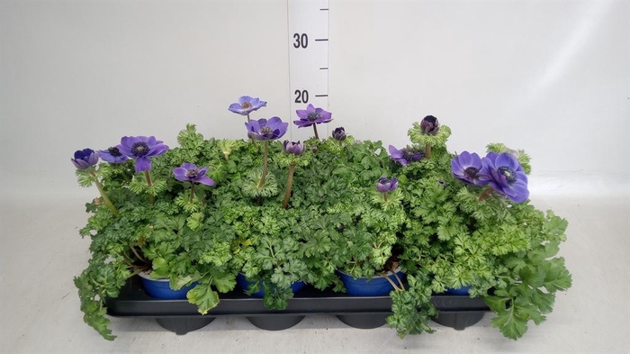 <h4>Anemone cor. 'Mona Lisa Deep Blue'</h4>