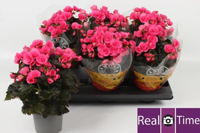 <h4>BEG HL ADONIA PINK</h4>