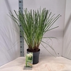 Cortaderia selloana Pumila