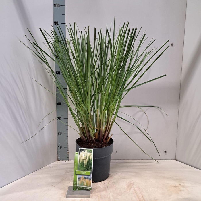 Cortaderia selloana Pumila