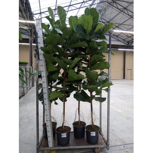 Ficus lyrata