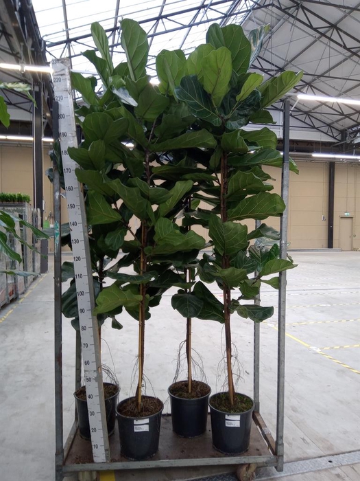 <h4>Ficus lyrata</h4>