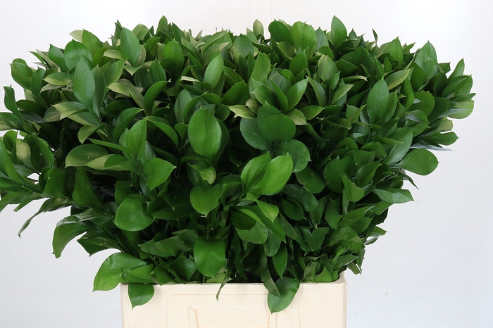 <h4>Ruscus Israel</h4>