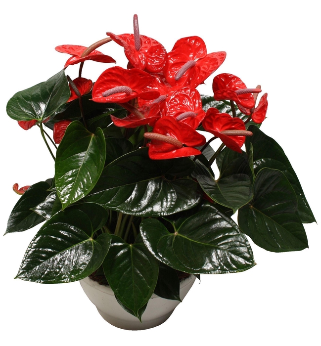 <h4>Anthurium XL.88 Aloha Red 30cm</h4>