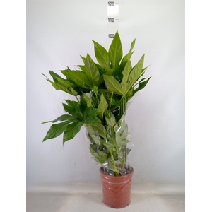 Fatsia japonica   ...