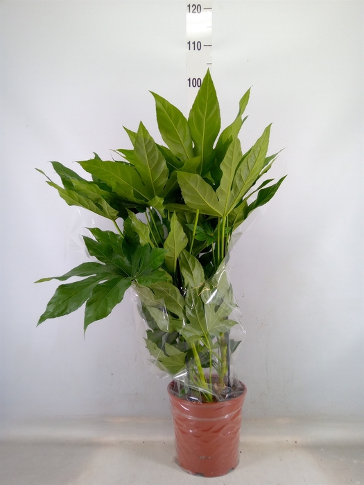 <h4>Fatsia japonica   ...</h4>