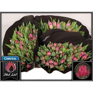 Tu Du Queen Of Marvel