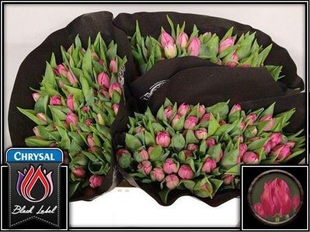 <h4>Tu Du Queen Of Marve</h4>