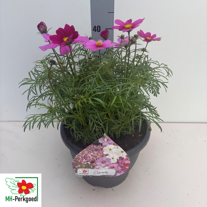 <h4>COSM BIP SON CARMINE</h4>